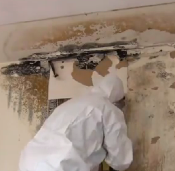 mold remediation