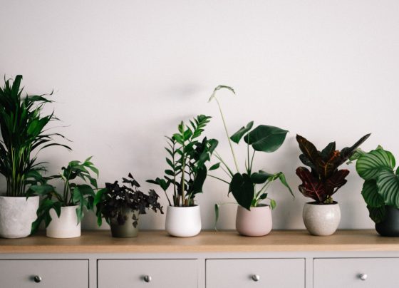 houseplants and indoor air quality