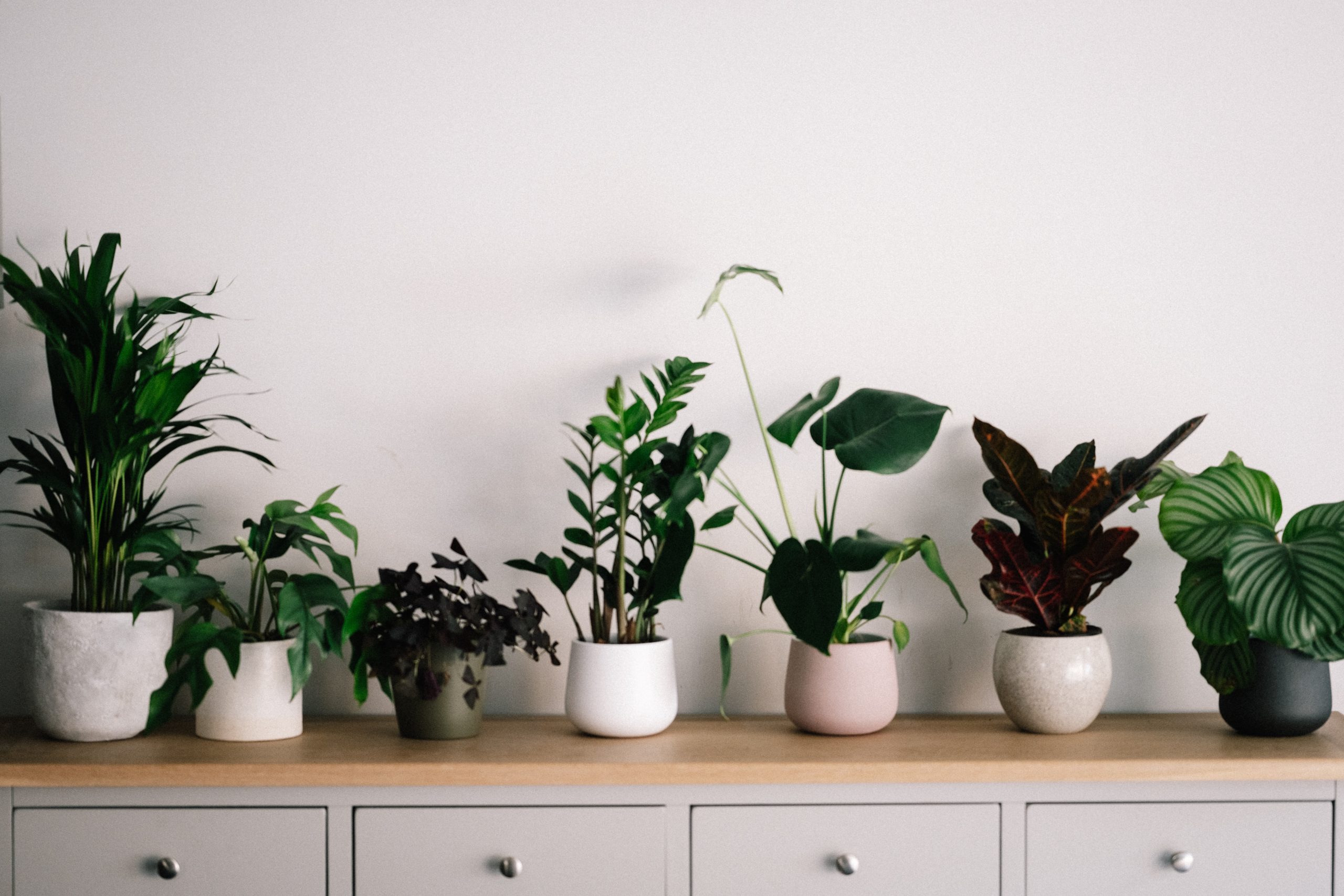 houseplants and indoor air quality